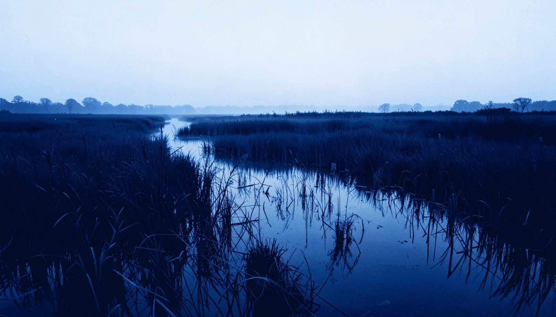 A dark blue duotone photograph of a misty wetland at dawn, reeds and still water stretching toward a pale horizon