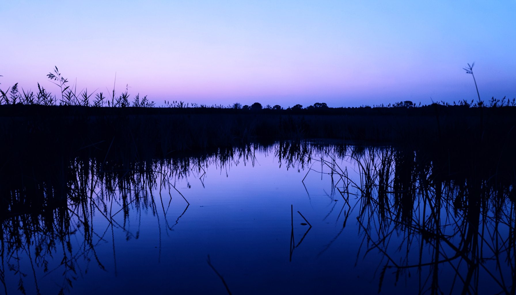 A serene wetland landscape at dusk with still water reflecting soft purple and blue tones, reeds silhouetted against the sky