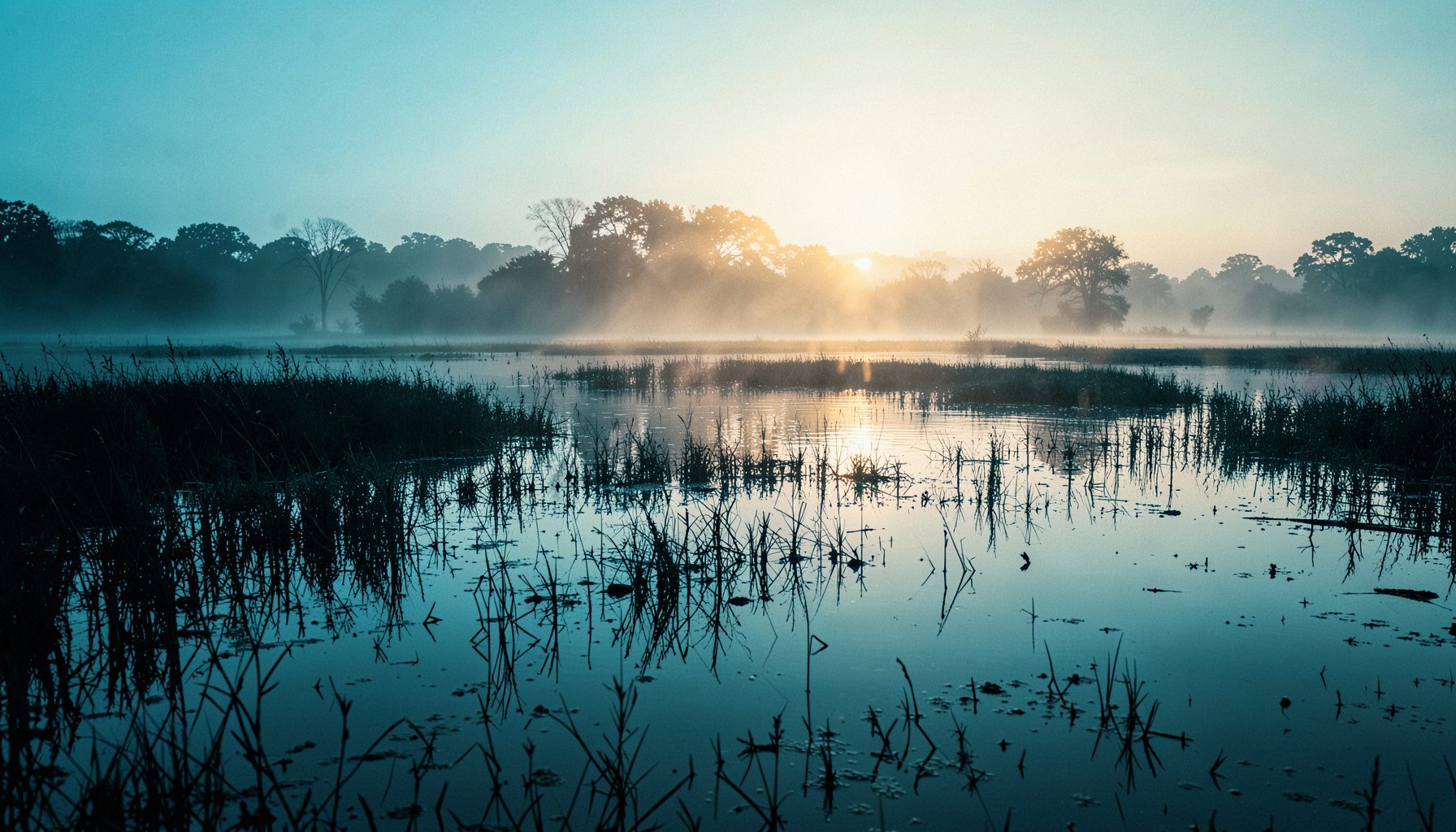 A wide-angle view of a calm wetland at golden hour, soft warm light filtering through mist, muted blue-teal duotone