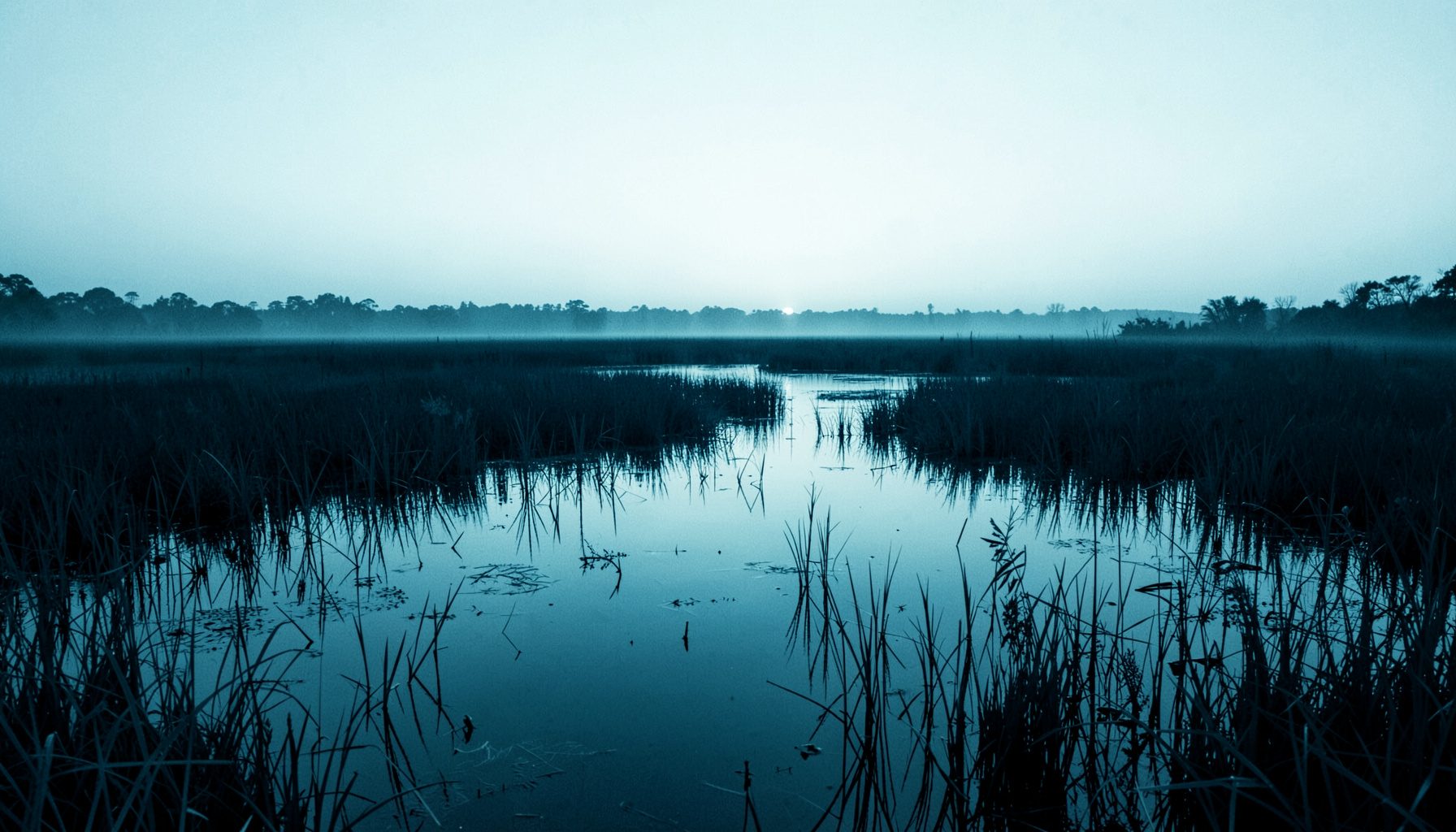A dark blue duotone photograph of a misty wetland at dawn, reeds and still water stretching toward a pale horizon